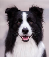 Finley